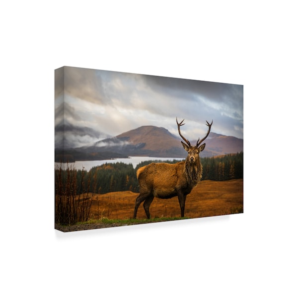 Adrian Popan 'Scottish Stag' Canvas Art,16x24